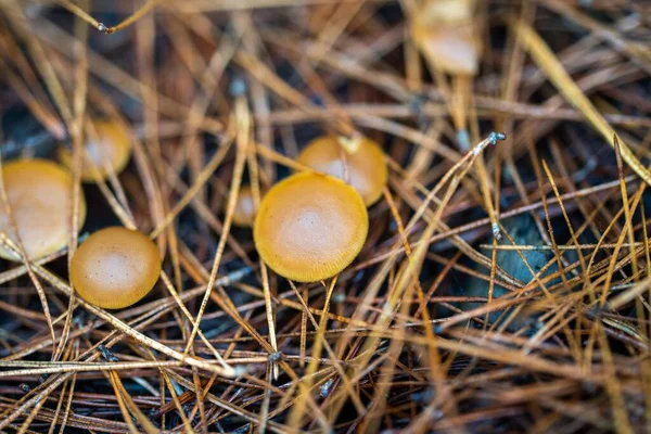 Alimentación Azafrán Tapas Leche Setas Bajo Bosque Pinos Plantación Australia —  Fotos de Stock