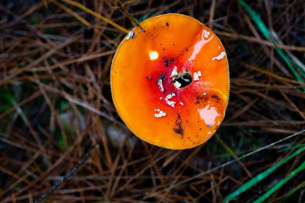 Gorros Leite Açafrão Forrageamento Cogumelos Abaixo Uma Floresta Pinheiro Plantação — Fotografia de Stock