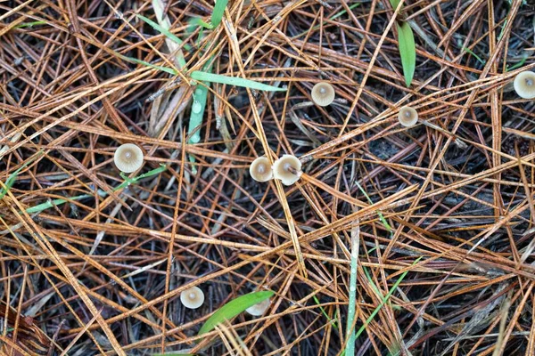 Foraging Saffron Milk Caps Mushrooms Pine Forest Plantation Australia Winter — Stock Photo, Image