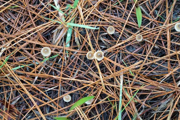 Foraging Saffron Milk Caps Mushrooms Pine Forest Plantation Australia Winter — Stock Photo, Image