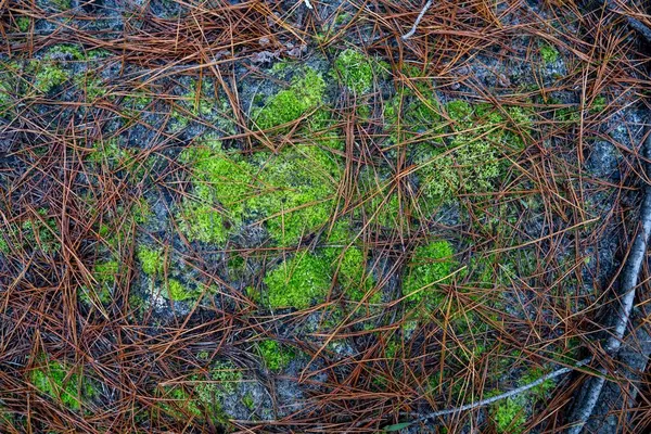 Foraging Saffron Milk Caps Mushrooms Pine Forest Plantation Australia Winter — Stock Photo, Image