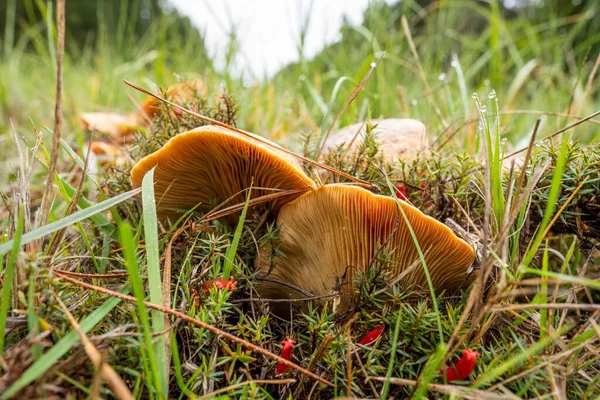 Foraging saffron milk caps mushrooms, under a pine forest and plantation in Australia, during winter.