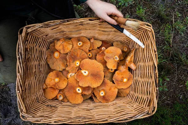 Foraging saffron milk caps mushrooms, under a pine forest and plantation in Australia, during winter.