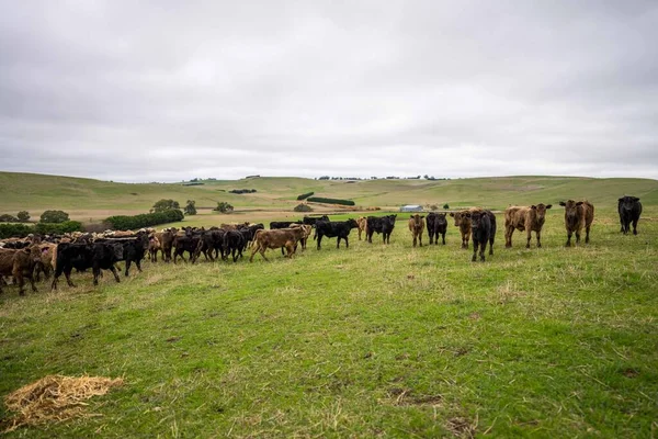 Nötkreatur Kor Och Kalvar Betar Gräs Australien Äter Och Ensilage — Stockfoto