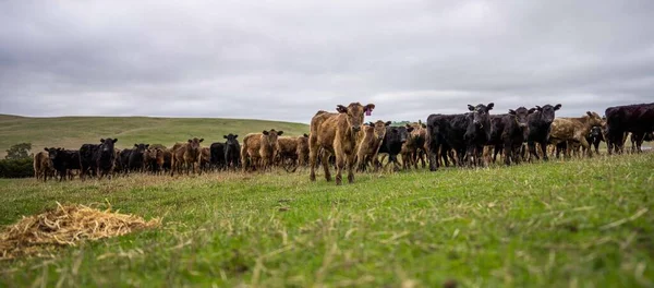 Vacas Bezerros Pastando Grama Austrália Comer Feno Silagem Raças Incluem — Fotografia de Stock