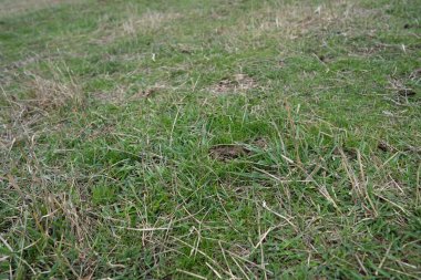 Avustralya 'da otlanan sığır ve buzağılar. Saman ve tohum yiyorlar. Türleri arasında benekli park, murray grisi, angus, brangus ve süt inekleri yer almaktadır..