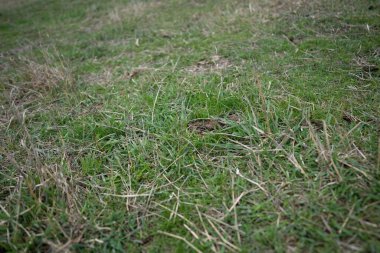 Avustralya 'da otlanan sığır ve buzağılar. Saman ve tohum yiyorlar. Türleri arasında benekli park, murray grisi, angus, brangus ve süt inekleri yer almaktadır..