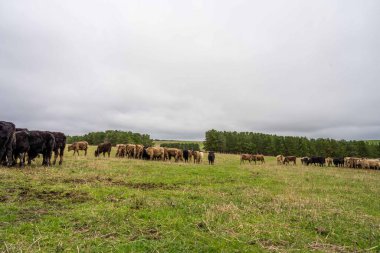 Avustralya 'da otlanan sığır ve buzağılar. Saman ve tohum yiyorlar. Türleri arasında benekli park, murray grisi, angus, brangus ve süt inekleri yer almaktadır..