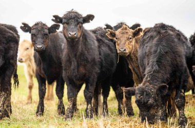 Avustralya 'da otlanan sığır ve buzağılar. Saman ve tohum yiyorlar. Türleri arasında benekli park, murray grisi, angus, brangus ve süt inekleri yer almaktadır..
