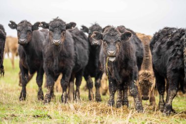 Avustralya 'da otlanan sığır ve buzağılar. Saman ve tohum yiyorlar. Türleri arasında benekli park, murray grisi, angus, brangus ve süt inekleri yer almaktadır..