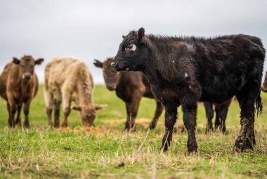 Avustralya 'da otlanan sığır ve buzağılar. Saman ve tohum yiyorlar. Türleri arasında benekli park, murray grisi, angus, brangus ve süt inekleri yer almaktadır..