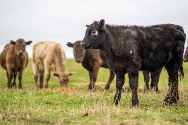 Avustralya 'da otlanan sığır ve buzağılar. Saman ve tohum yiyorlar. Türleri arasında benekli park, murray grisi, angus, brangus ve süt inekleri yer almaktadır..