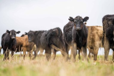 Avustralya 'da otlanan sığır ve buzağılar. Saman ve tohum yiyorlar. Türleri arasında benekli park, murray grisi, angus, brangus ve süt inekleri yer almaktadır..