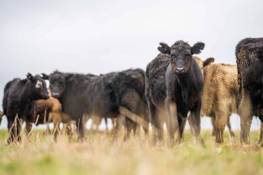 Avustralya 'da otlanan sığır ve buzağılar. Saman ve tohum yiyorlar. Türleri arasında benekli park, murray grisi, angus, brangus ve süt inekleri yer almaktadır..