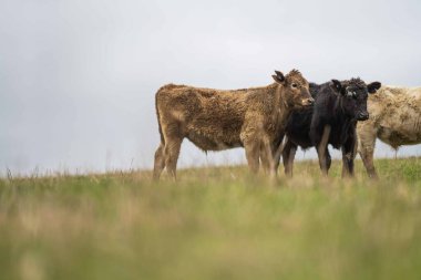Avustralya 'da otlanan sığır ve buzağılar. Saman ve tohum yiyorlar. Türleri arasında benekli park, murray grisi, angus, brangus ve süt inekleri yer almaktadır..