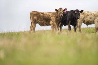 Avustralya 'da otlanan sığır ve buzağılar. Saman ve tohum yiyorlar. Türleri arasında benekli park, murray grisi, angus, brangus ve süt inekleri yer almaktadır..