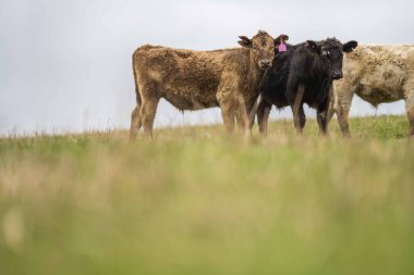 Avustralya 'da otlanan sığır ve buzağılar. Saman ve tohum yiyorlar. Türleri arasında benekli park, murray grisi, angus, brangus ve süt inekleri yer almaktadır..