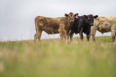 Avustralya 'da otlanan sığır ve buzağılar. Saman ve tohum yiyorlar. Türleri arasında benekli park, murray grisi, angus, brangus ve süt inekleri yer almaktadır..