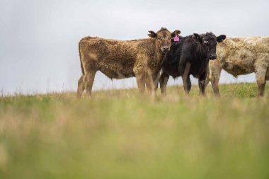 Avustralya 'da otlanan sığır ve buzağılar. Saman ve tohum yiyorlar. Türleri arasında benekli park, murray grisi, angus, brangus ve süt inekleri yer almaktadır..