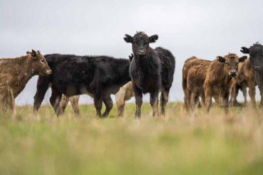 Avustralya 'da otlanan sığır ve buzağılar. Saman ve tohum yiyorlar. Türleri arasında benekli park, murray grisi, angus, brangus ve süt inekleri yer almaktadır..