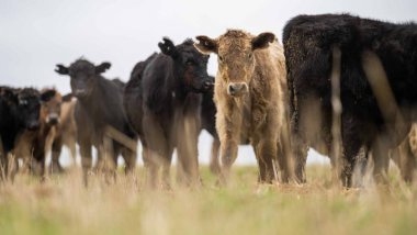 Avustralya 'da otlanan sığır ve buzağılar. Saman ve tohum yiyorlar. Türleri arasında benekli park, murray grisi, angus, brangus ve süt inekleri yer almaktadır..