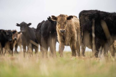 Avustralya 'da otlanan sığır ve buzağılar. Saman ve tohum yiyorlar. Türleri arasında benekli park, murray grisi, angus, brangus ve süt inekleri yer almaktadır..