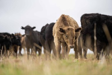 Avustralya 'da otlanan sığır ve buzağılar. Saman ve tohum yiyorlar. Türleri arasında benekli park, murray grisi, angus, brangus ve süt inekleri yer almaktadır..