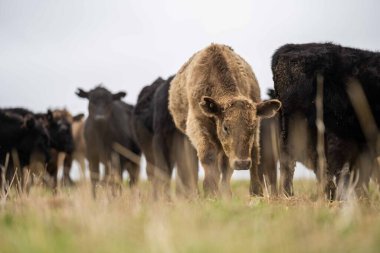 Avustralya 'da otlanan sığır ve buzağılar. Saman ve tohum yiyorlar. Türleri arasında benekli park, murray grisi, angus, brangus ve süt inekleri yer almaktadır..