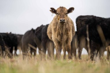 Avustralya 'da otlanan sığır ve buzağılar. Saman ve tohum yiyorlar. Türleri arasında benekli park, murray grisi, angus, brangus ve süt inekleri yer almaktadır..