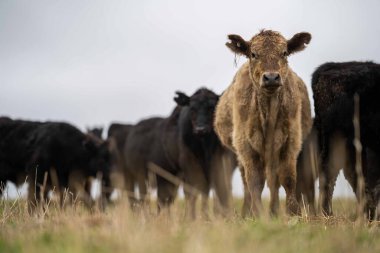 Avustralya 'da otlanan sığır ve buzağılar. Saman ve tohum yiyorlar. Türleri arasında benekli park, murray grisi, angus, brangus ve süt inekleri yer almaktadır..