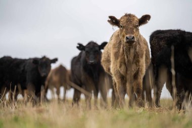 Avustralya 'da otlanan sığır ve buzağılar. Saman ve tohum yiyorlar. Türleri arasında benekli park, murray grisi, angus, brangus ve süt inekleri yer almaktadır..