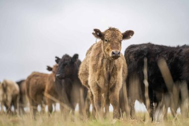 Avustralya 'da otlanan sığır ve buzağılar. Saman ve tohum yiyorlar. Türleri arasında benekli park, murray grisi, angus, brangus ve süt inekleri yer almaktadır..