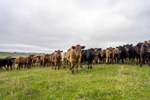 Vacas Bezerros Pastando Grama Austrália Comer Feno Silagem Raças Incluem — Fotografia de Stock