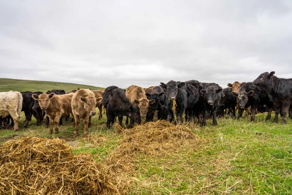 Beef cows and calves grazing on grass in Australia. Eating hay and silage. breeds include speckled park, murray grey, angus, brangus and dairy cows.