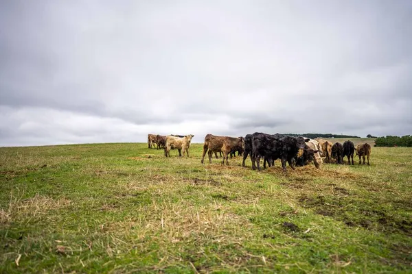 Vacas Bezerros Pastando Grama Austrália Comer Feno Silagem Raças Incluem — Fotografia de Stock