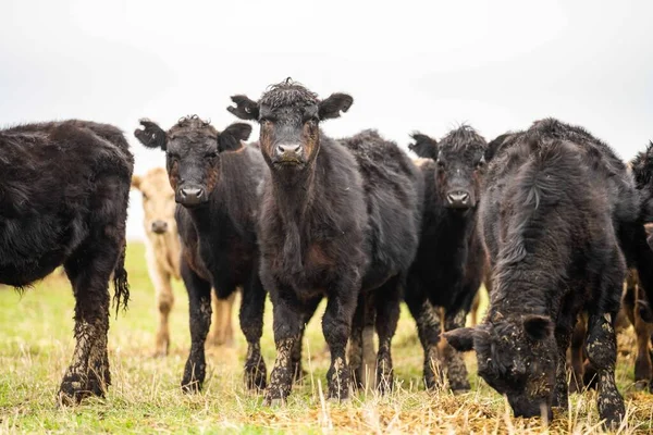 Krávy Telata Pasoucí Trávě Austrálii Jíst Seno Siláž Plemena Zahrnují — Stock fotografie