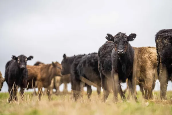 在澳大利亚 牛犊和小牛犊在草地上吃草 吃干草和青贮 品种包括斑点公园 杂乱的灰色 Angus Brangus和奶牛 — 图库照片