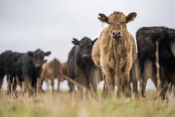 Krávy Telata Pasoucí Trávě Austrálii Jíst Seno Siláž Plemena Zahrnují — Stock fotografie