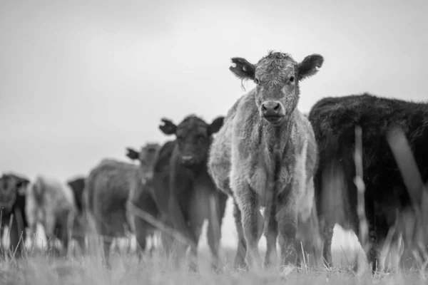 Βοοειδή Και Μοσχάρια Βόσκησης Χόρτο Στην Αυστραλία Τρώει Σανό Και — Φωτογραφία Αρχείου