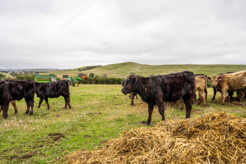 Beef cows and calves grazing on grass in Australia. Eating hay and silage. breeds include speckled park, murray grey, angus, brangus and dairy cows.
