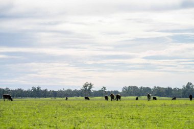 Avustralya 'da otlanan sığır ve buzağılar. Saman ve tohum yiyorlar. Türleri arasında benekli park, murray grisi, angus, brangus ve süt inekleri yer almaktadır..