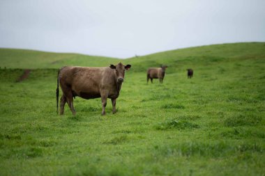 Avustralya 'da otlanan sığır ve buzağılar. Saman ve tohum yiyorlar. Türleri arasında benekli park, murray grisi, angus, brangus ve süt inekleri yer almaktadır..