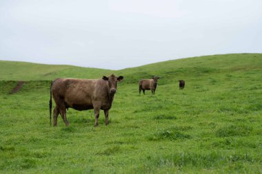 Avustralya 'da otlanan sığır ve buzağılar. Saman ve tohum yiyorlar. Türleri arasında benekli park, murray grisi, angus, brangus ve süt inekleri yer almaktadır..
