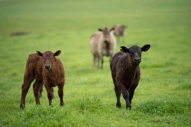 Avustralya 'da otlanan sığır ve buzağılar. Saman ve tohum yiyorlar. Türleri arasında benekli park, murray grisi, angus, brangus ve süt inekleri yer almaktadır..