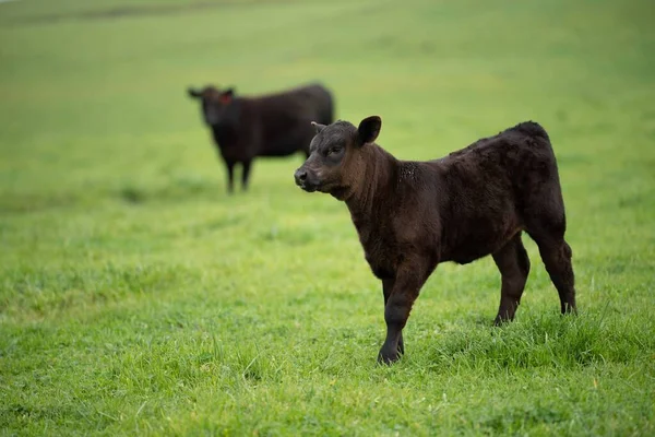 Vacche Carne Vitelli Pascolo Sull Erba Australia Mangiare Fieno Insilato — Foto Stock