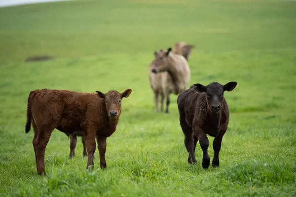 Vacas Res Terneros Pastando Hierba Australia Comiendo Heno Ensilado Razas —  Fotos de Stock