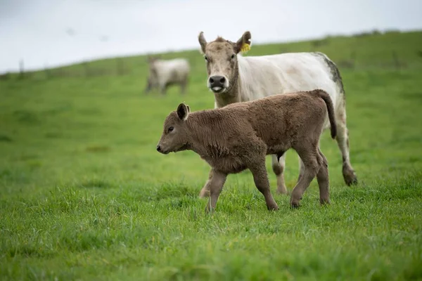 Beef cows and calves grazing on grass in Australia. Eating hay and silage. breeds include speckled park, murray grey, angus, brangus and dairy cows.