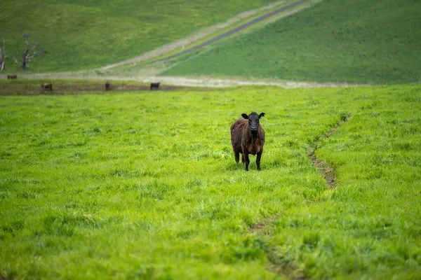 Vacas Res Terneros Pastando Hierba Australia Comiendo Heno Ensilado Razas —  Fotos de Stock