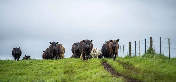 Vacas Bezerros Pastando Grama Austrália Comer Feno Silagem Raças Incluem — Fotografia de Stock