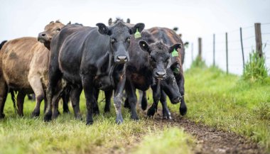 Avustralya 'da otlanan sığır ve buzağılar. Saman ve tohum yiyorlar. Türleri arasında benekli park, murray grisi, angus, brangus ve süt inekleri yer almaktadır..